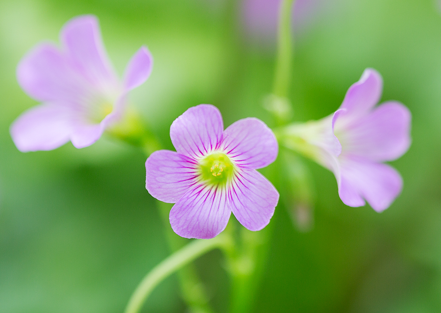 Oxalis corymbosa