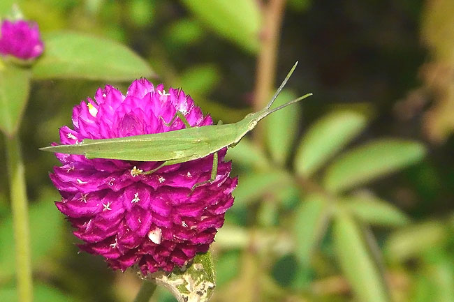 Acrida cinerea