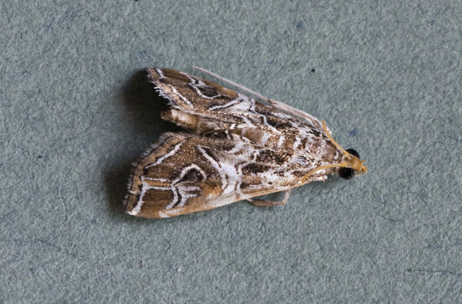 Paracymoriza vagalis