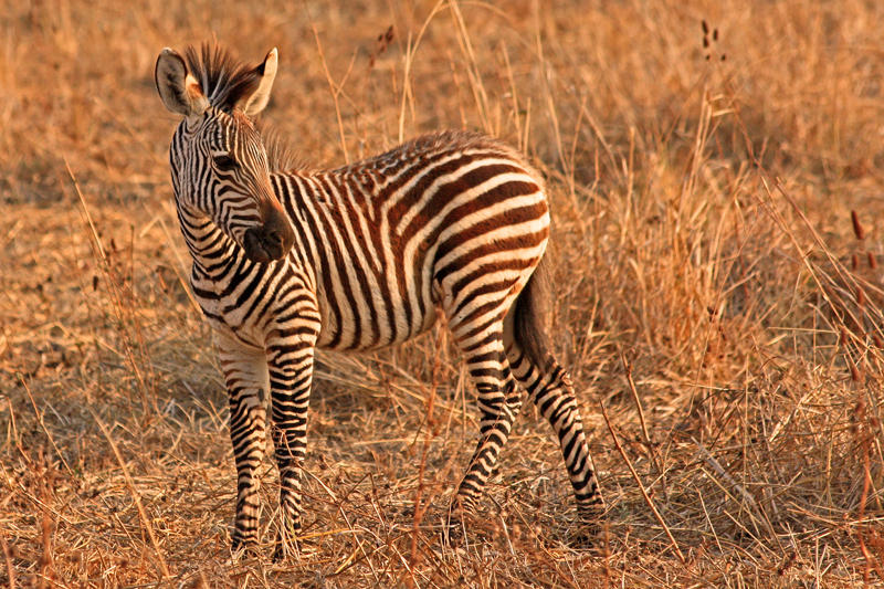 Young zebra