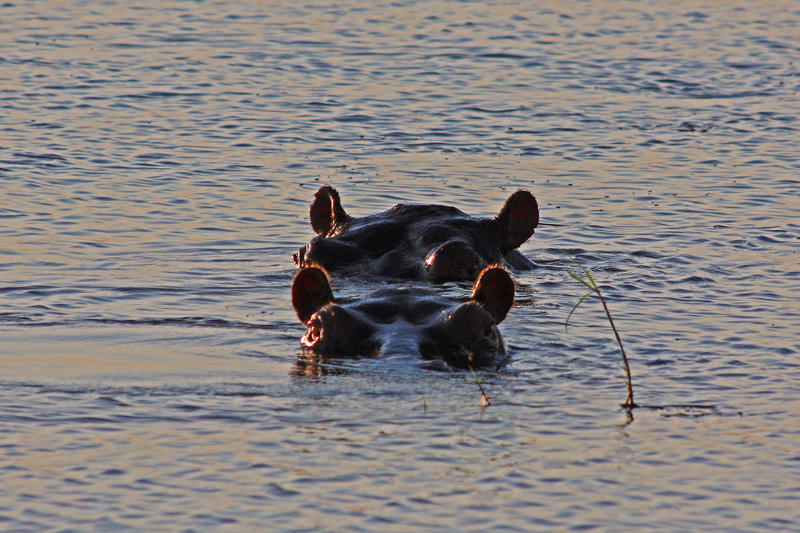 Two Hippopotami, Chobe National Park