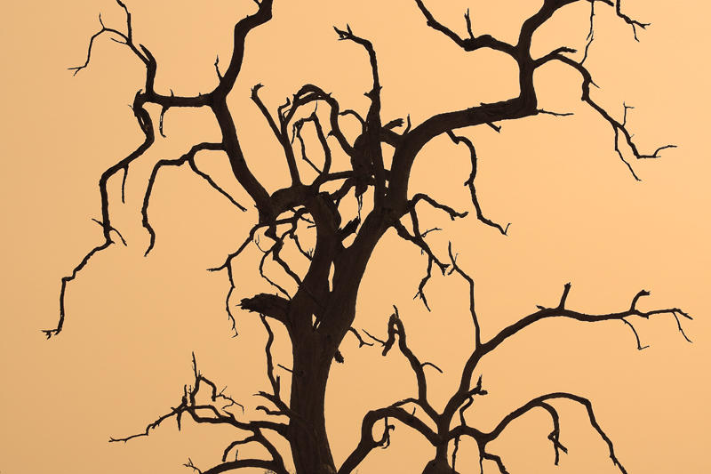 South Luangwa National Park
