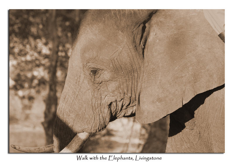 Walk with the Elephants