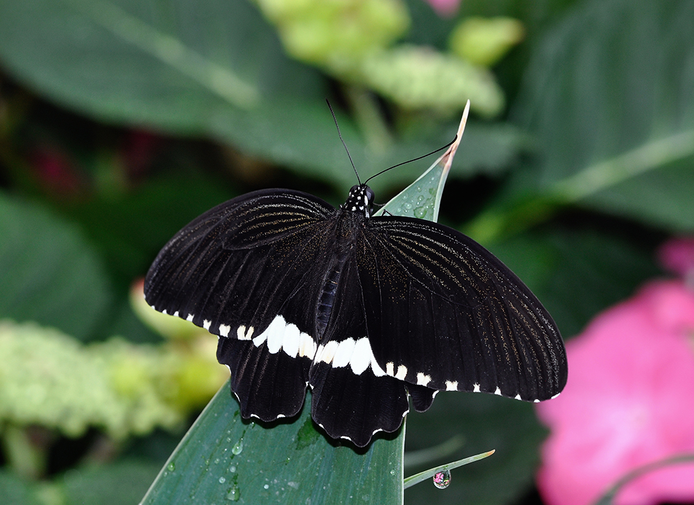 Papilio polytes