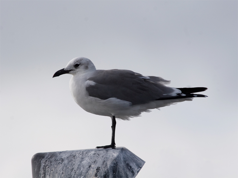 Laughing Gull - Lachmeeuw