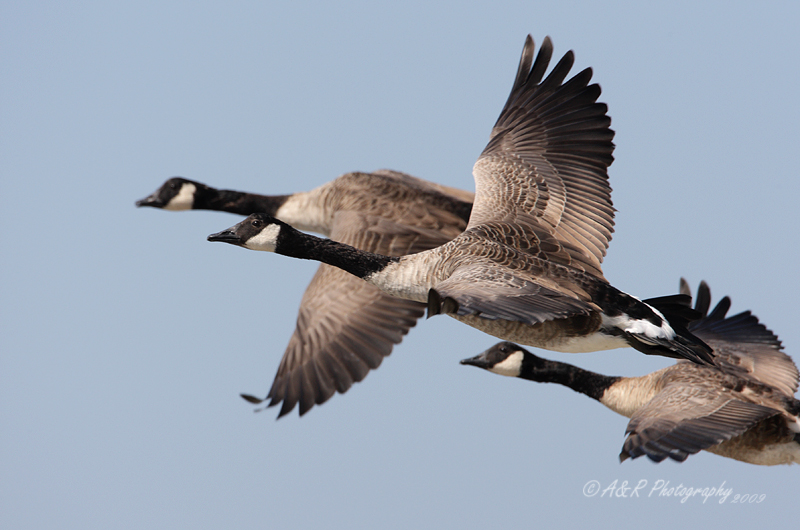 Canada Geese pb.jpg