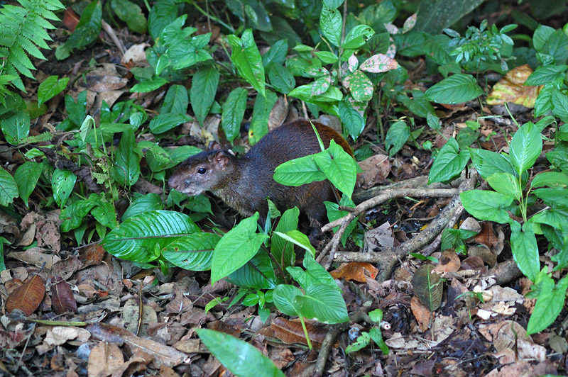 agouti