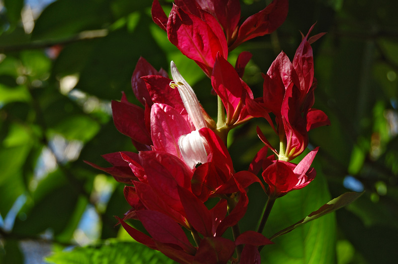 Costa Rica - Jardin botanique