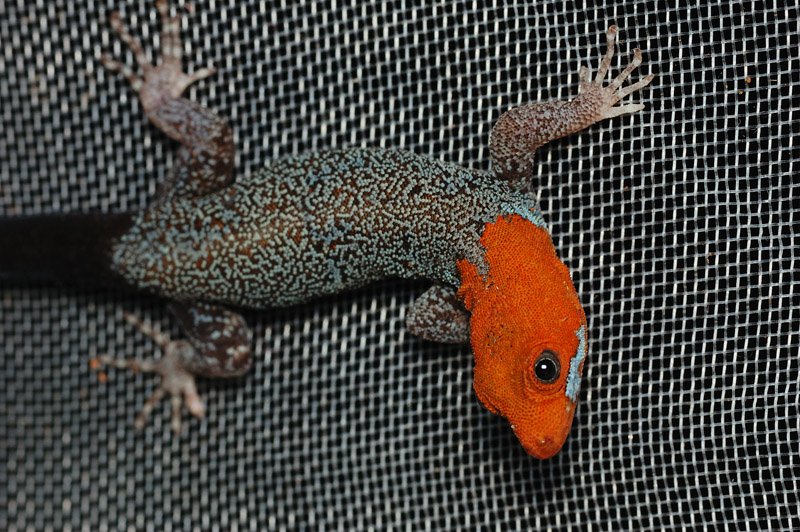 Costa Rica - yellow headed gecko