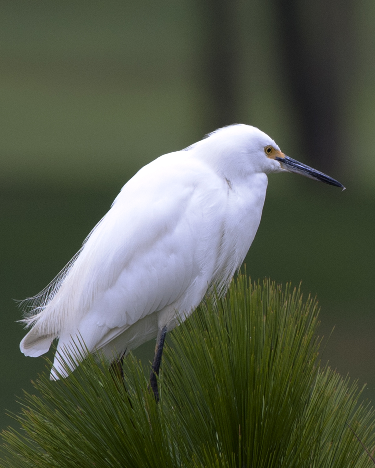 Egret2.jpg
