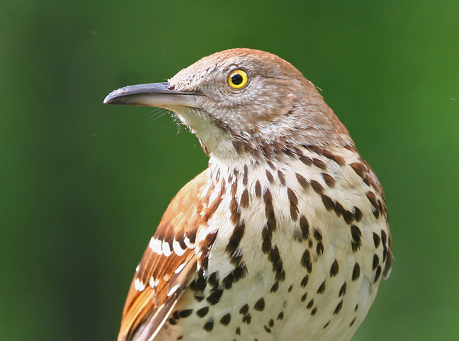 Brown Thrasher