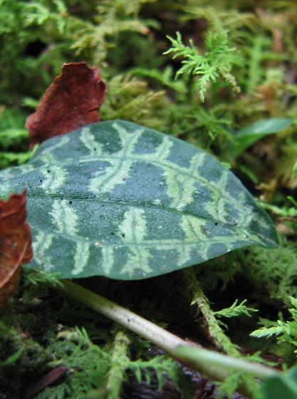 Goodyera repens var. ophioides - Lesser Rattlesnake Plantain
