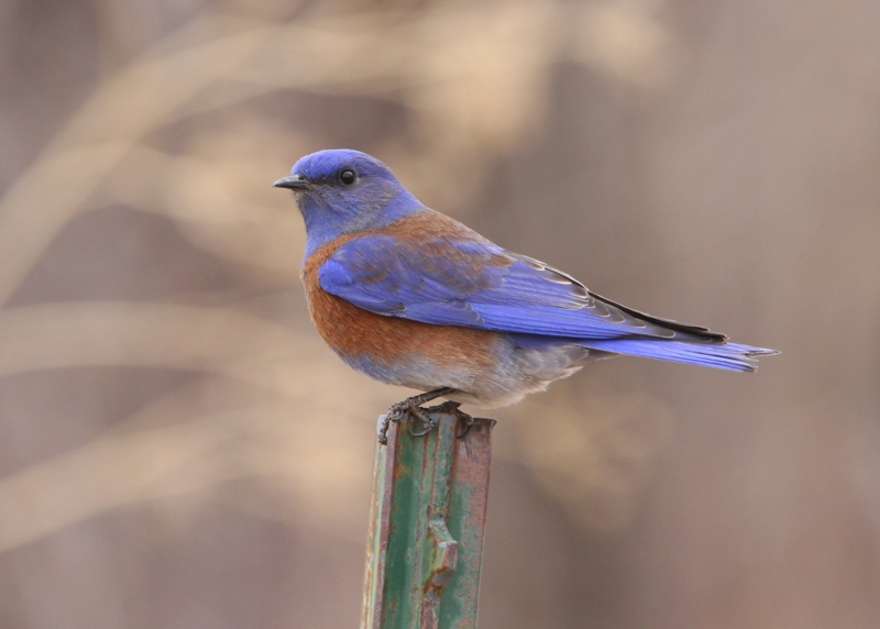 Western Bluebird