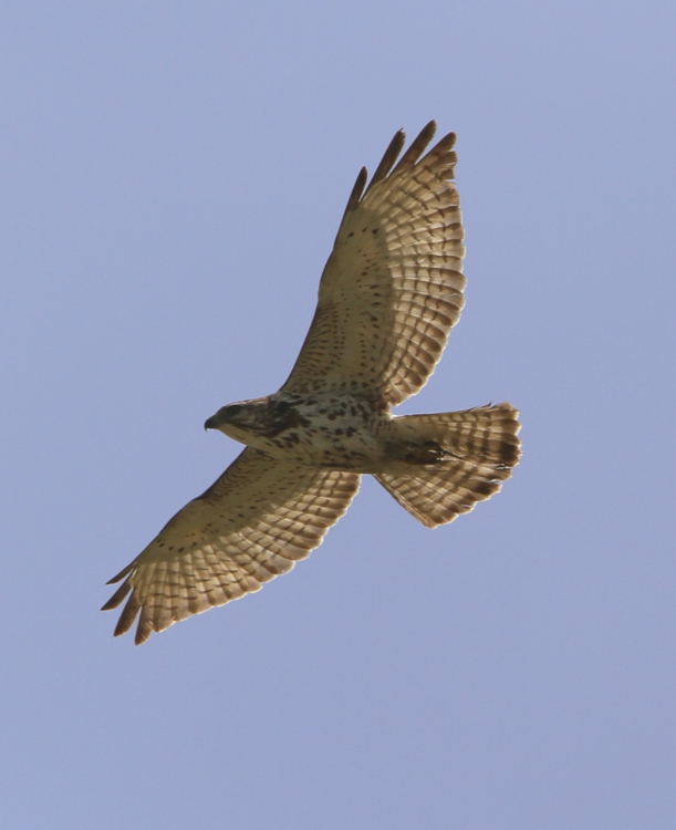 Broad-winged hawk