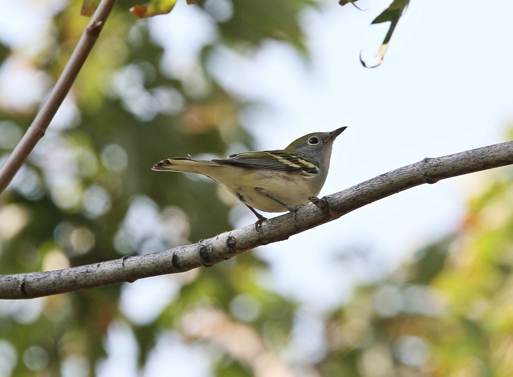 Chestnut-sided Warbler