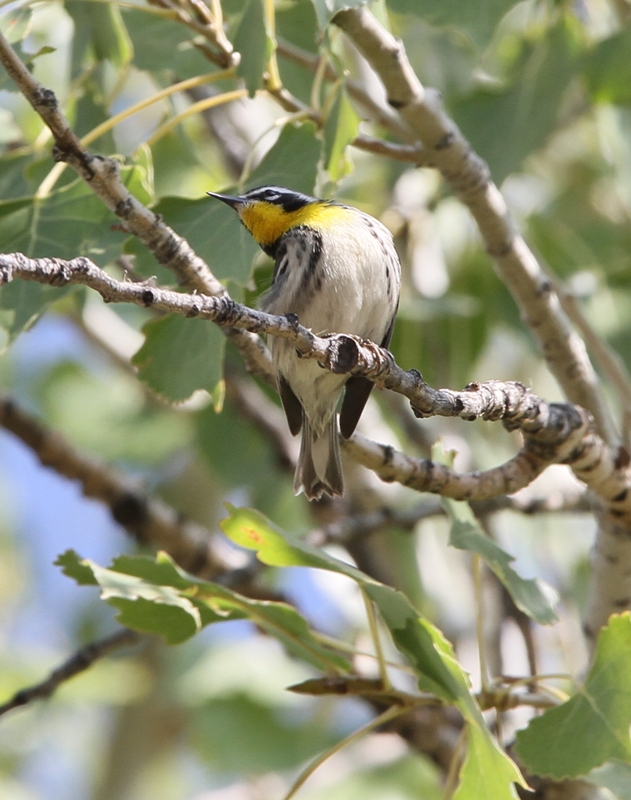 Yellow-throated Warbler