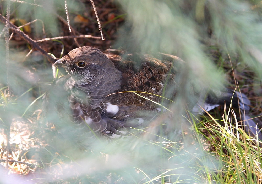 Dusky Grouse