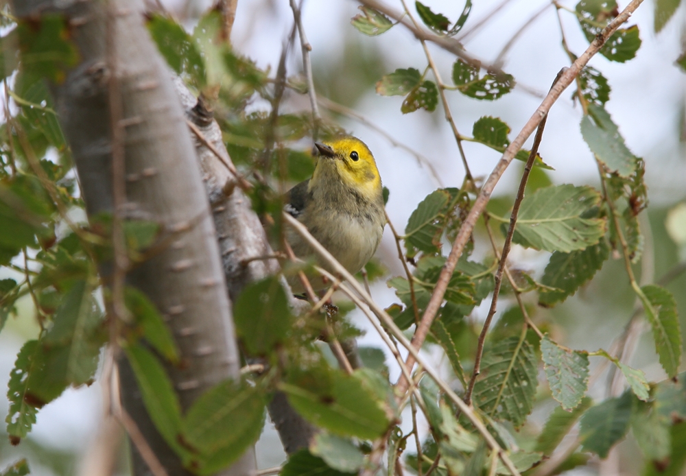 Hermit Warbler