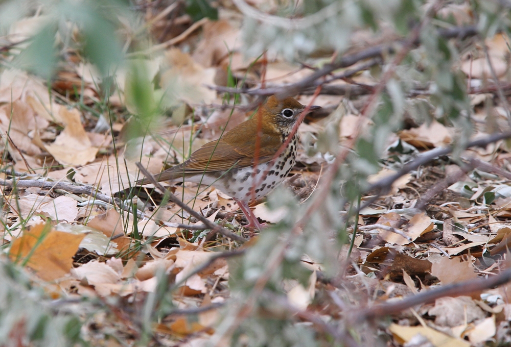 Wood Thrush