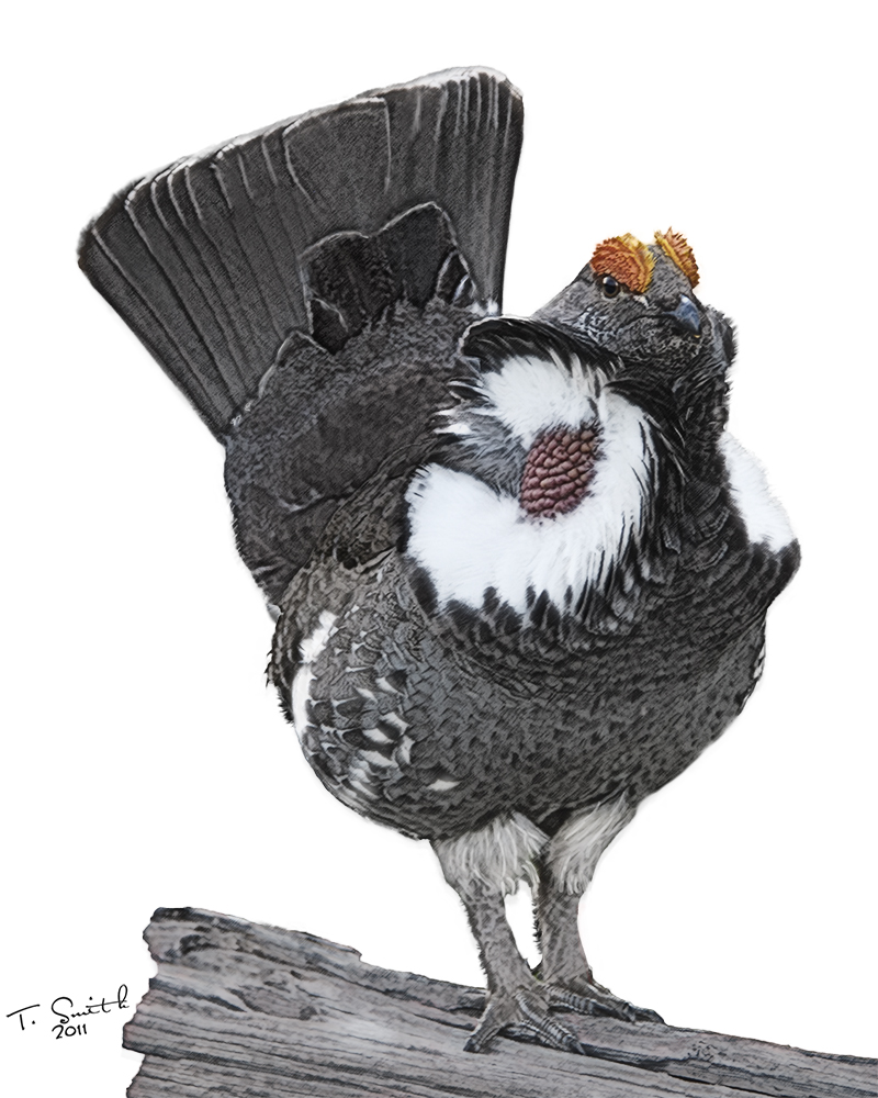 Blue Grouse