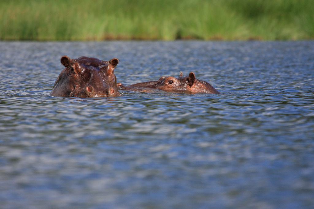 Hippos