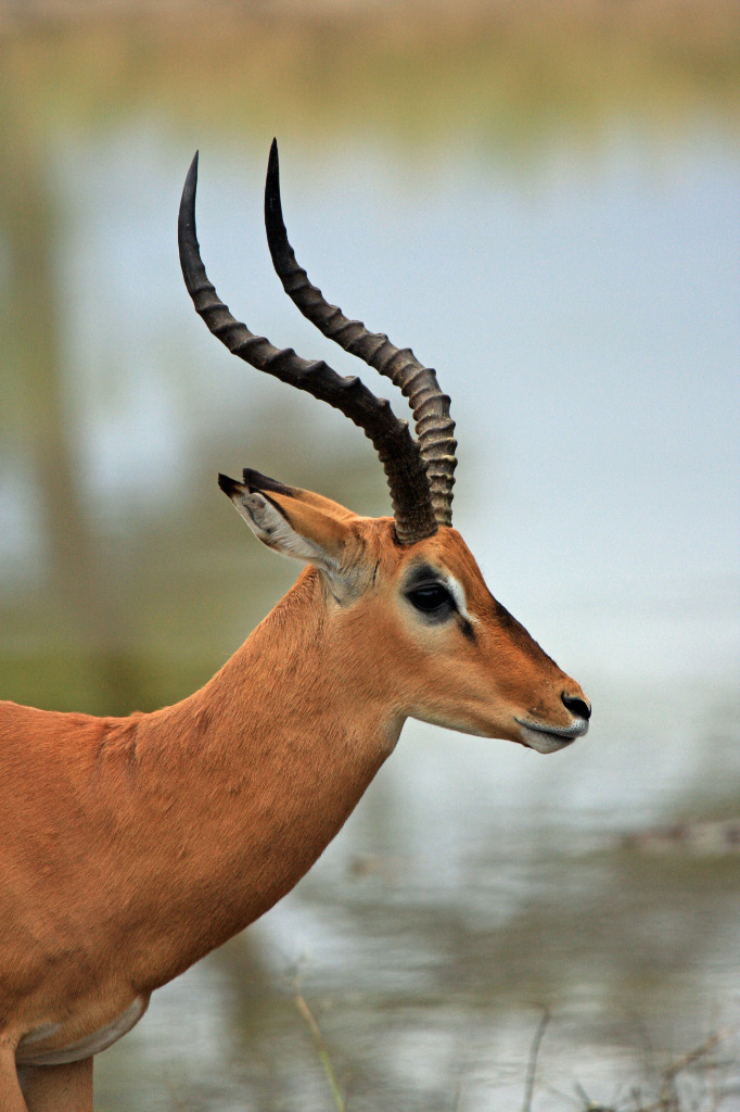 Male Impala