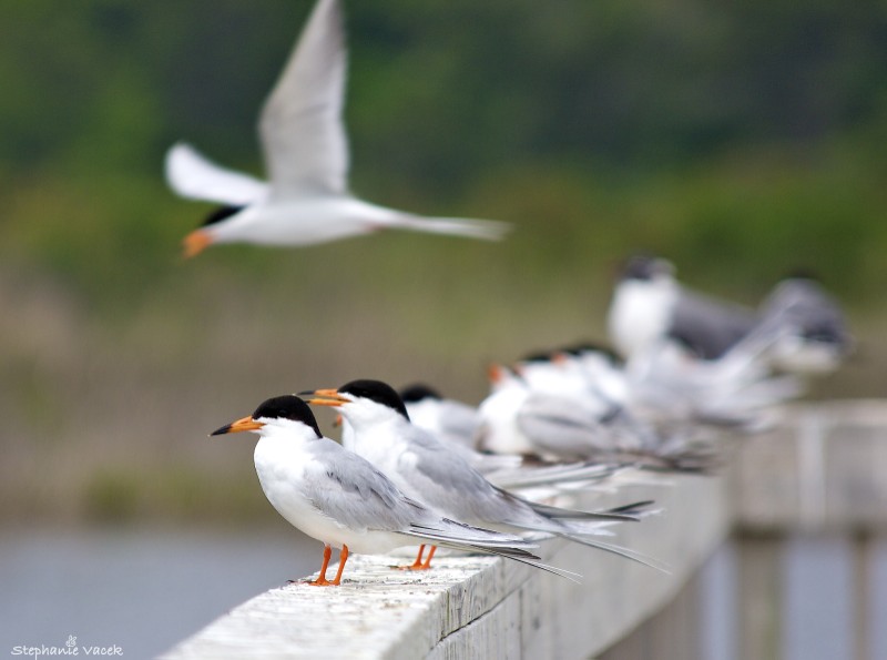 Forsters Terns
