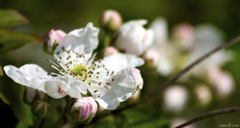 Blossom