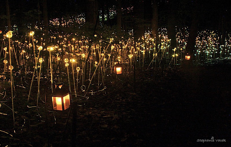 Forest of Light