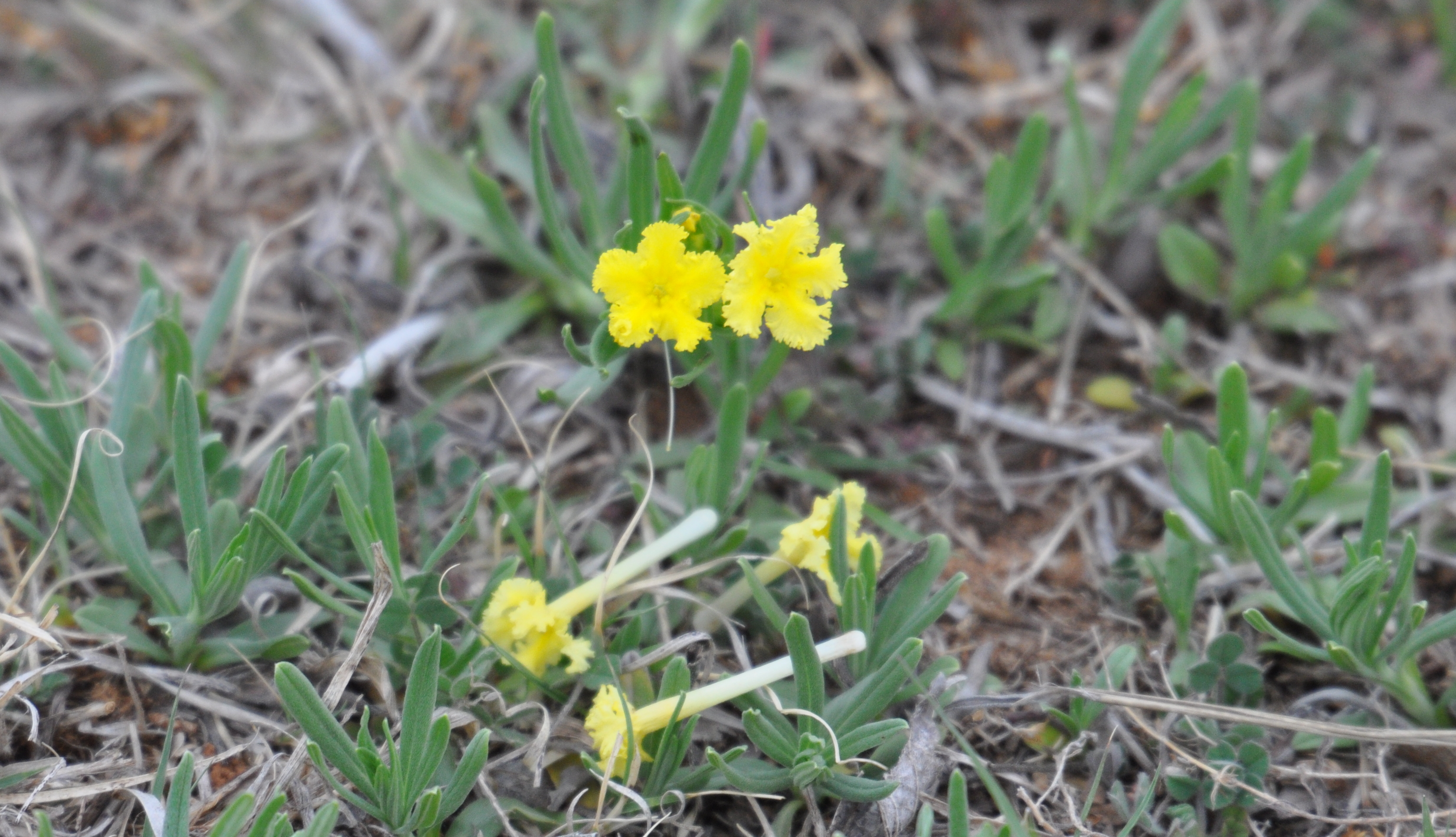DSC_2171b.JPG
