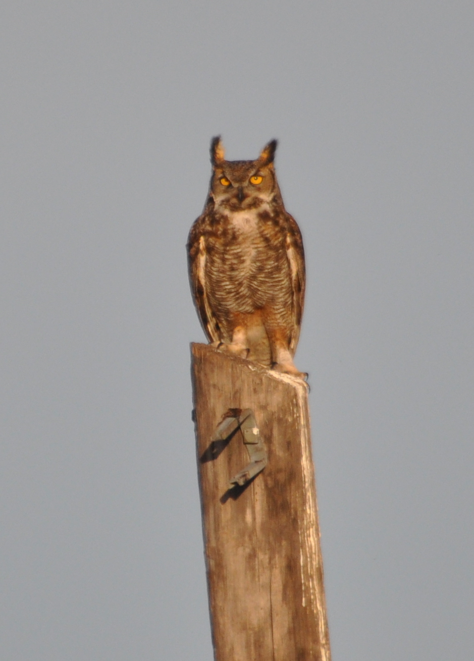 DSC_0290b.JPG