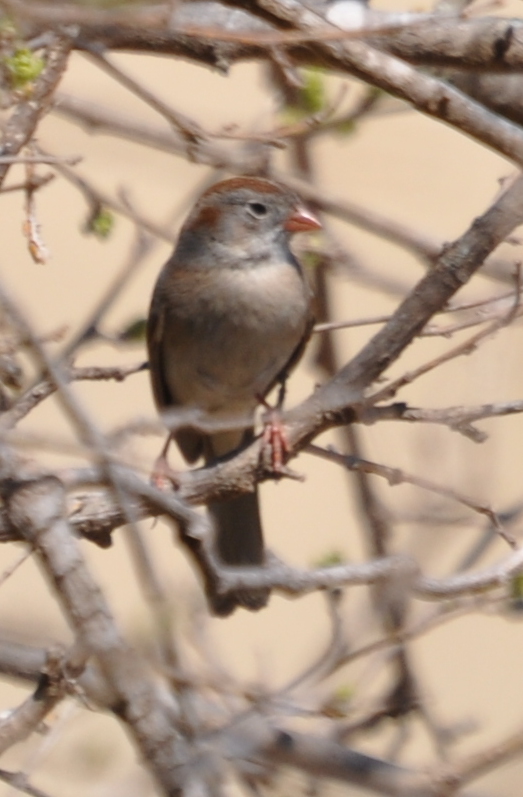 DSC_0579b.JPG