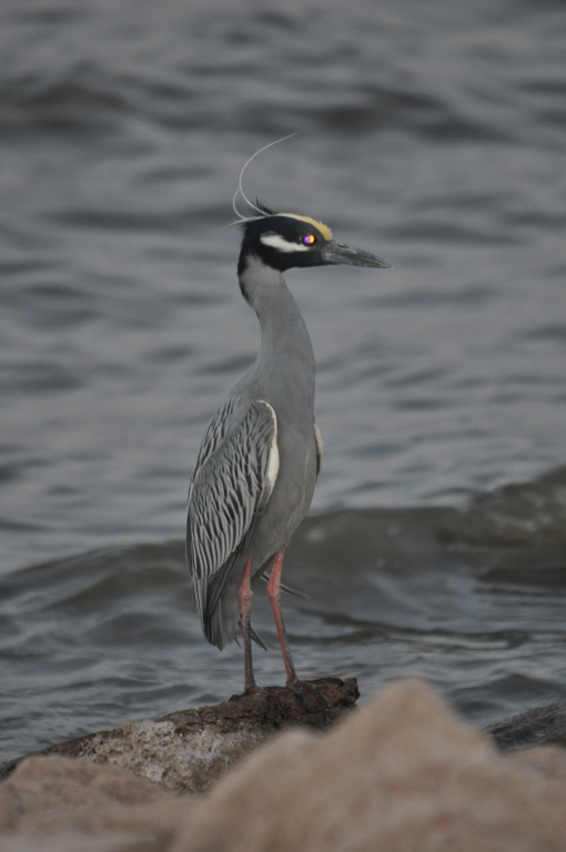 DSC_1041b.JPG