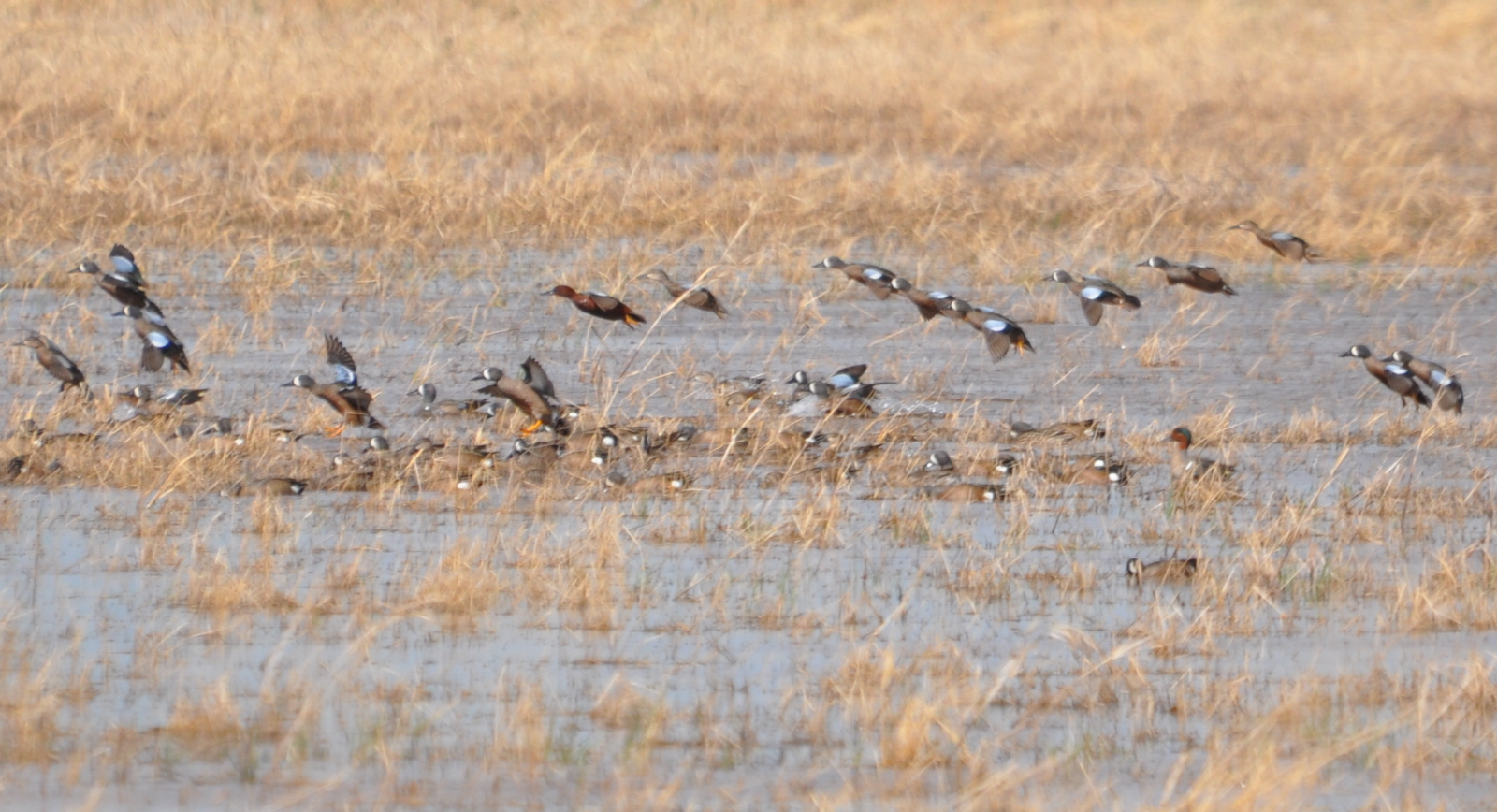DSC_3290b.JPG