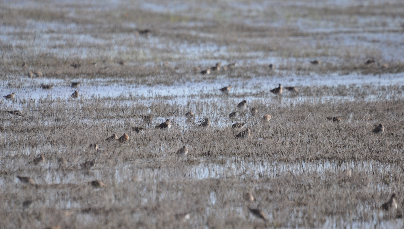 DSC_0066b.JPG