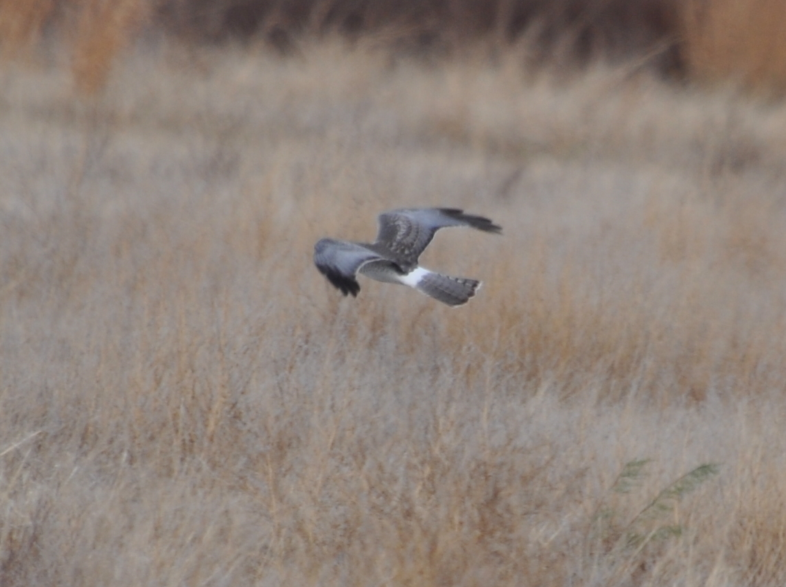 DSC_0106b.JPG