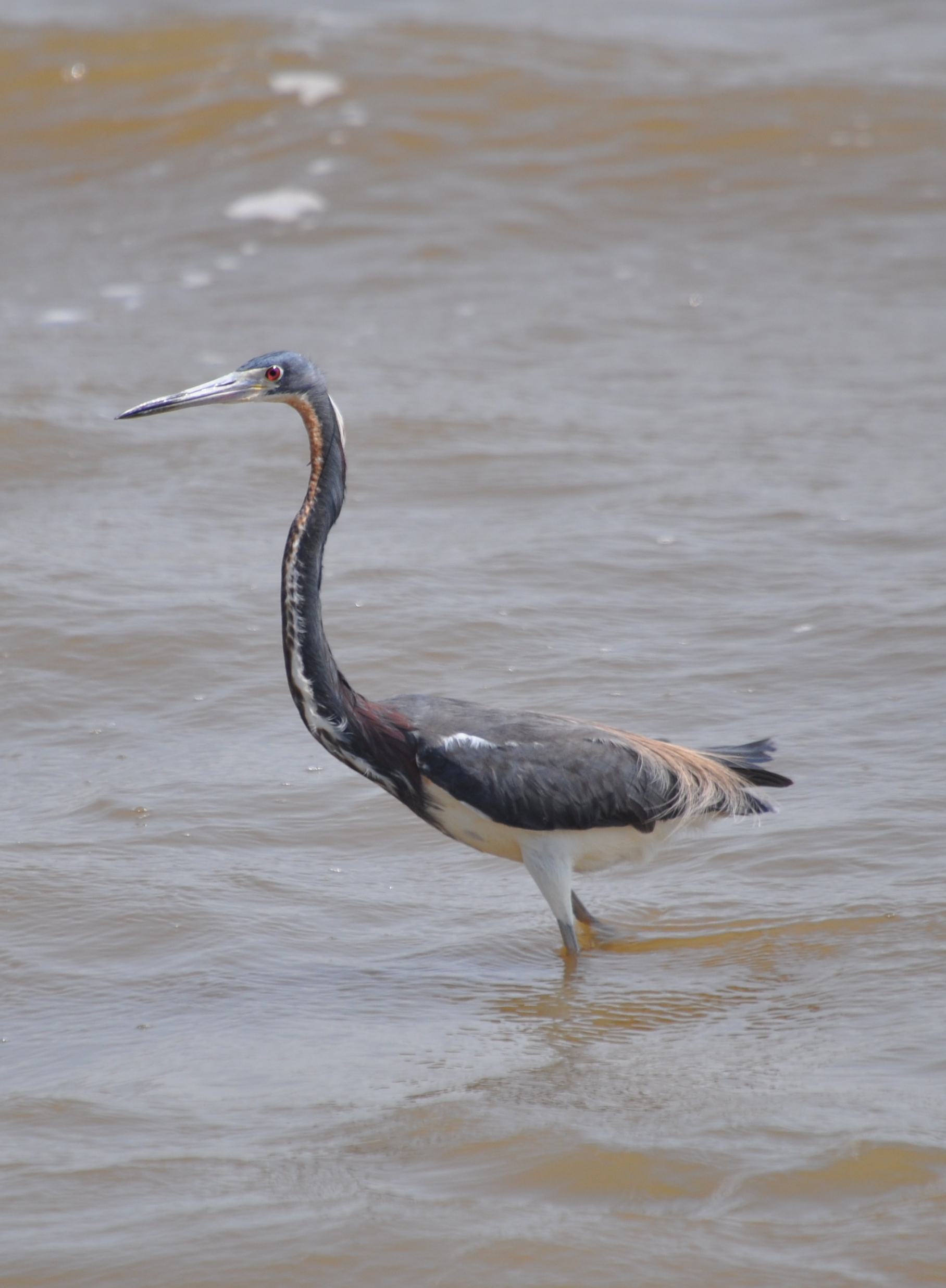 DSC_0762b.JPG