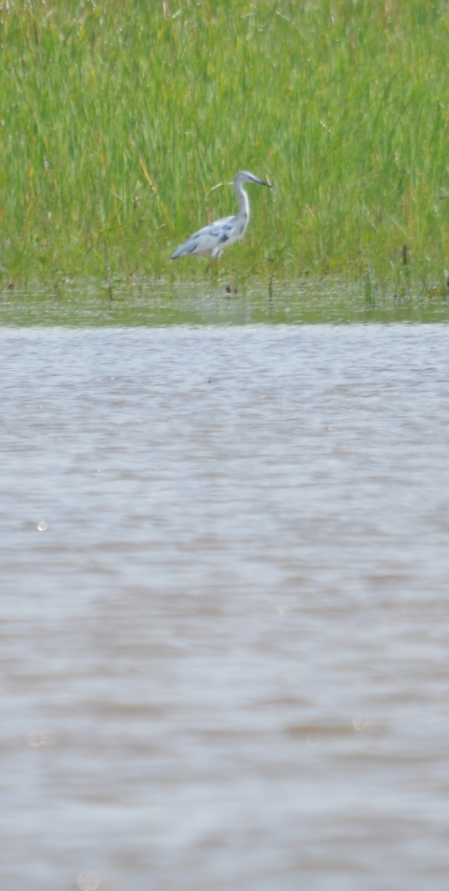 DSC_0918b.JPG