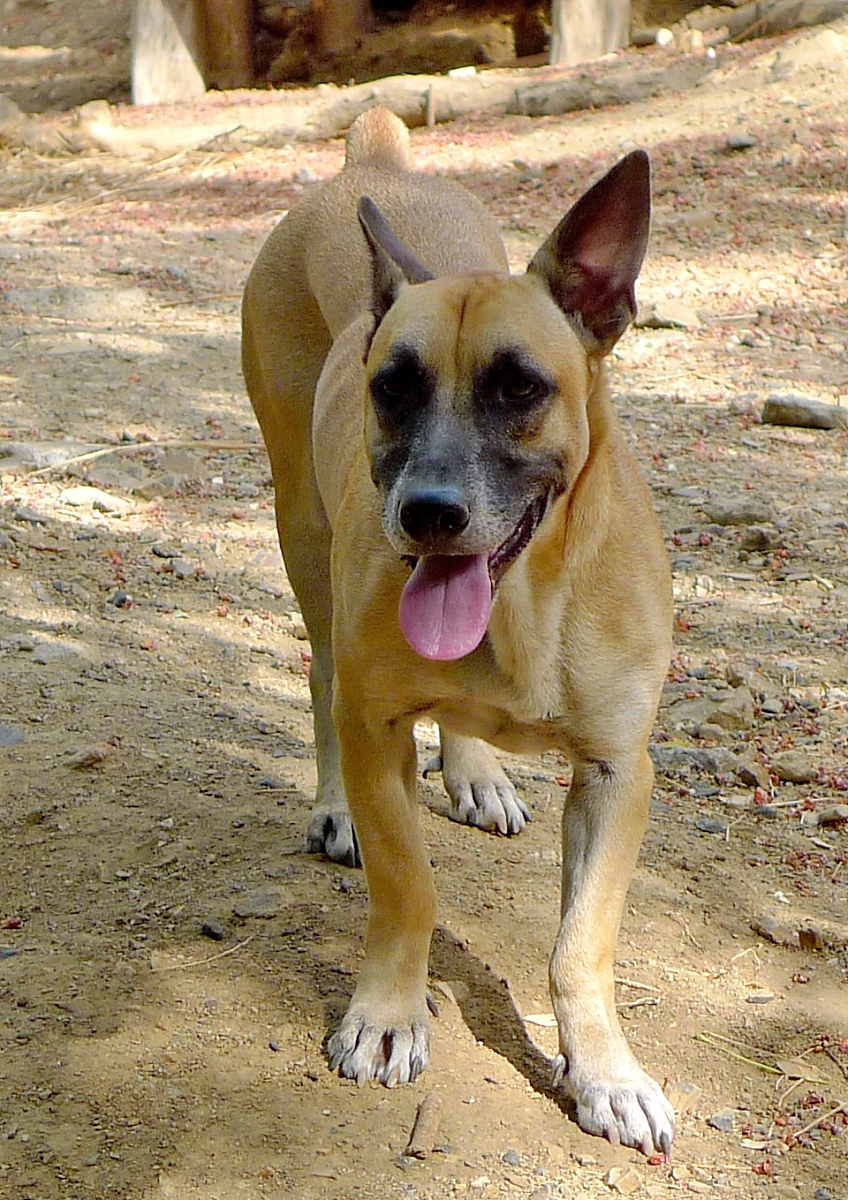 P1070612hutch.JPG