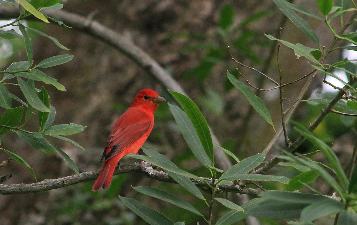 IMG_6923red.JPG
