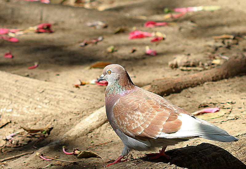 Rock Pigeon