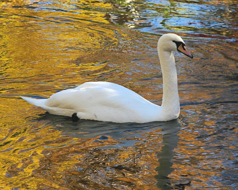 Bowering Park Autumn Swans 018