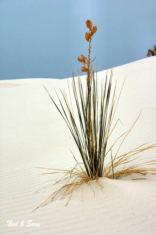 lone yucca