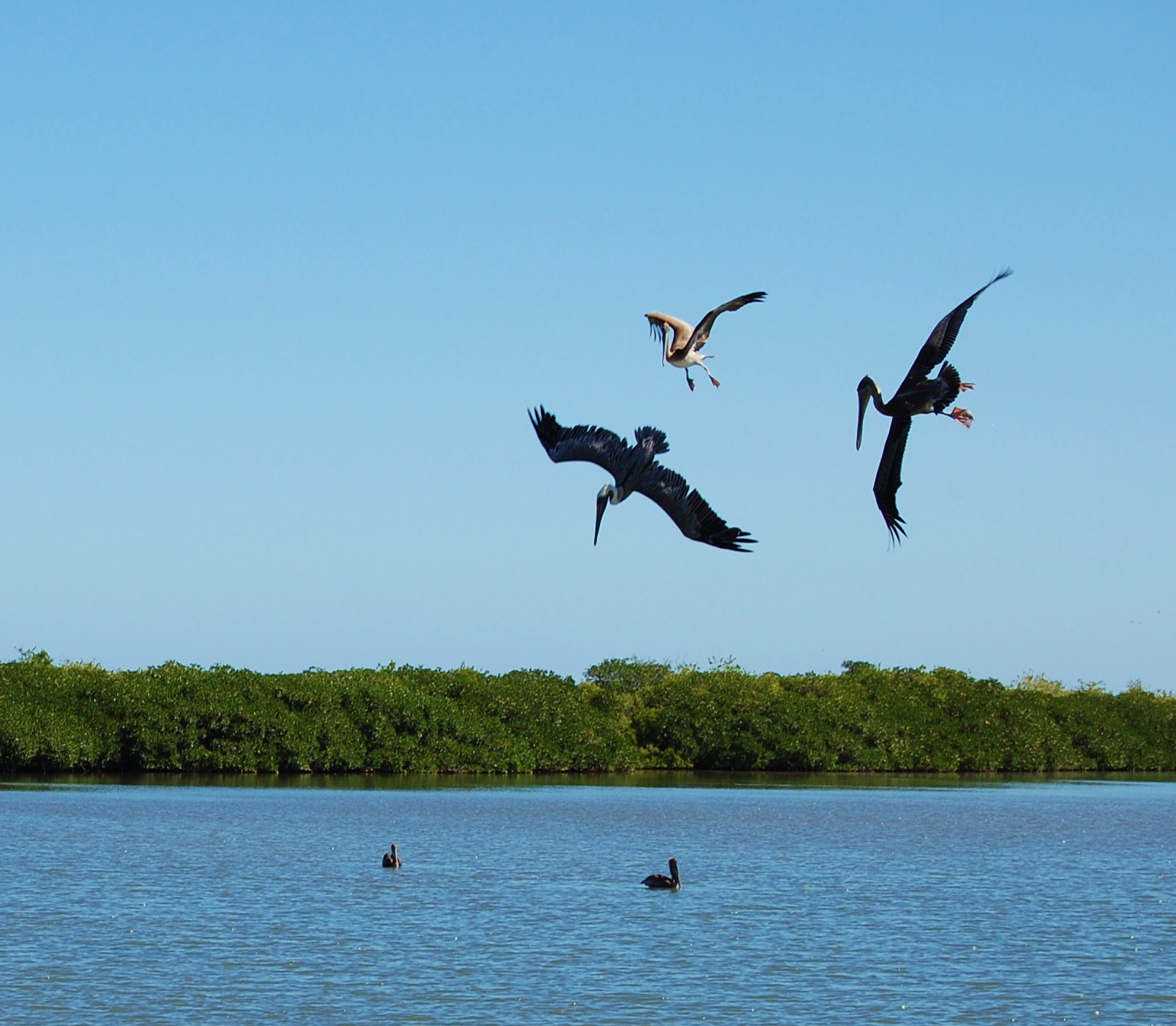 Mulege Pelicans Fishing