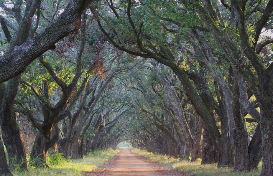 The Live Oaks of Evergreen Plantation