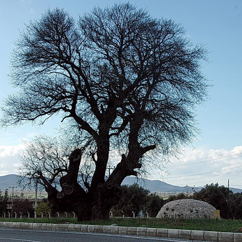 milas-bodrum karayolu