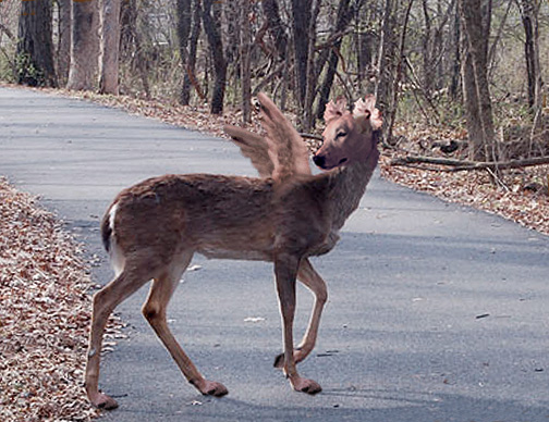 The Canideer