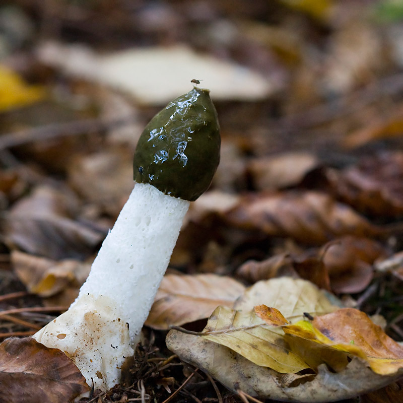 Phallus Impudicus