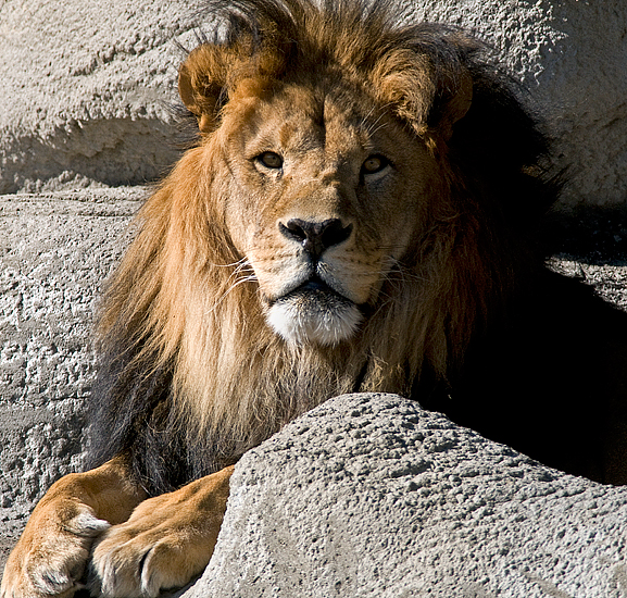 African Lion -- Four Images