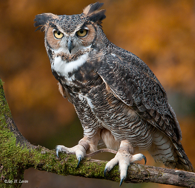 Great Horned Owl 8